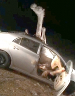 印度一骆驼车祸被困在车内 挣扎4小时终获救 - 西安网