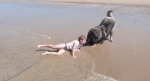 暖心！宠物犬拖小主人至海岸远离汹涌海浪 - 西安网