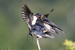 英摄影师抓拍母燕喂食四只雏燕温馨瞬间 - 西安网