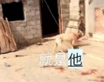 贵州一家养下司犬咬死8岁小主人 孩子喉咙被咬穿 - 西安网