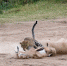 肯尼亚花豹两秒猎杀瞪羚 速度之快令人惊叹 - 西安网
