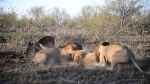 南非两雄狮攻击母狮抢占食物 母狮失落离开 - 西安网