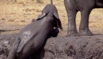 有爱！南非一幼象在同伴帮助下挣扎逃出泥坑 - 西安网