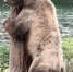 加拿大一棕熊为止痒紧靠大树跳起“电臀舞” - 西安网