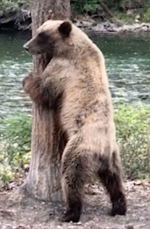 加拿大一棕熊为止痒紧靠大树跳起“电臀舞” - 西安网