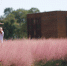 4.5万平方米的“粉红草原” - 西安网