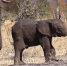 心疼！南非小象失去象鼻或遭遇生存危机 - 西安网