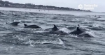 加州海岸边数百海豚海面跳跃 场面蔚为壮观 - 西安网