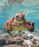 太皮了！澳调皮海龟对潜水爱好者“竖中指” - 西安网