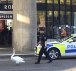 瑞典警察早高峰驱赶挡道天鹅 场面滑稽可爱 - 西安网