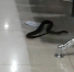 菲律宾机场休息室惊现食鼠蛇 乘客大惊失色 - 西安网