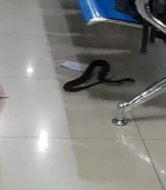 菲律宾机场休息室惊现食鼠蛇 乘客大惊失色 - 西安网