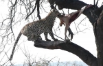 南非花豹树上拖拽被卡猎物 不慎摔落后离去 - 西安网