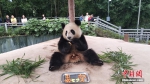 国宝大熊猫过中秋节 吃特制月饼 - 西安网