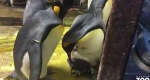 丹麦两同性企鹅求子心切 误领失散小企鹅招致大战 - 西安网