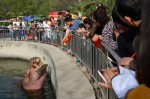 西安秦岭野生动物园丨国庆假期接待游客24.56万人次、同比增长47.5% - 西安网