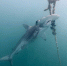 痛心！澳大堡礁濒危鲨鱼被鱼钩刺穿头部无法脱身 - 西安网