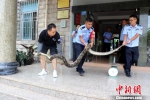云南一条3.5米长网纹蟒蛇悄悄进入居民家“吃鸡”(图) - 西安网