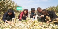 西安市农机总站开展玉米籽粒收获机械化试验示范 - 农业机械化信息