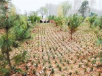 长安区现已拆除违建721宗 6000棵油松复绿嘉艺现代农业园项目 - 西安网