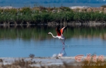 榆林市发现罕见火烈鸟 系国家一级保护动物 - 西安网