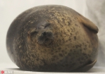 2018年10月18日报道，日本大阪，大阪水族馆网红海豹Yuki亮相！近日，日本大阪海洋馆一头环斑海豹因体态过胖过圆爆红网络。真的是胖成球了！这只网红海豹名叫Yuki（日语寓意为雪），因为喜欢吃雪，就取了这个名字。据工作人员介绍，海豹Yuki今年10岁，每天大约要吃掉3公斤的鱼。而且它每次吃完自己的食物之后还会去抢别的海豹的食物。Yuki目前体重为50.6千克，比去年重了10千克。这家伙平时喜欢躺着，让饲养员挠它的肚子。Ken Satomi/东方IC - 西安网