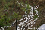 秦岭农户生态养鹅不愁销 满山的鹅如流动的白云 - 西安网