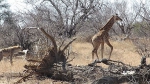 长颈鹿妈妈飞奔保护幼崽 赶走虎视眈眈鬣狗 - 西安网