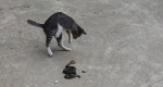 越南一家猫为捍卫领地勇斗毒蛇数分钟 - 西安网
