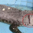 游客砸伤亚洲最大鳄鱼 只为验证动物真假 - 西安网