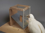 真聪明！凤头鹦鹉竟能用纸板当工具获取食物 - 西安网