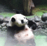 大熊猫“坦胸露乳”泡温泉 还打哈欠 - 西安网