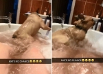 英孕妇沐浴洗澡时爱犬突然跳入浴缸 - 西安网