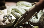 惊奇！双头王蛇“汤姆和杰瑞”在欧洲展出 - 西安网