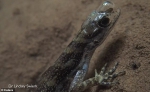 奇妙！科学家揭秘蜥蜴如何在水下呼吸 - 西安网