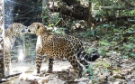 英摄影师在亚马逊雨林立镜子吓坏动物 - 西安网
