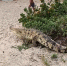 大鳄鱼惊现哥伦比亚海滩 众游客无奈惊恐逃散 - 西安网