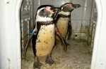 动物园两企鹅被偷走 警察出动追回送它们回家 - 西安网