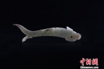 出土的玉鱼。陕西省考古研究院 供图 - 陕西新闻
