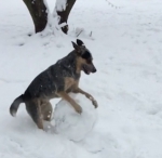 灵气十足！美两岁猎犬炫耀滚雪球技能萌翻众人 - 西安网