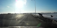 惊险！加拿大驼鹿因路面结冰滑倒在车流之中 - 西安网