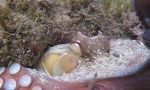 地中海好奇章鱼遇潜水员拍照伸触手裹住摄像头 - 西安网