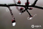 2月11日早晨，贵阳市地势较高处的植被仍覆有雨凇。图为新芽被冰封冻。石奎_副本.jpg - 西安网