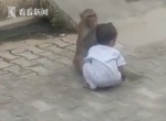 猴子抓走2岁男孩做玩伴 - 西安网