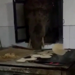 闻起来好香！印度一饥饿大象偷袭厨房制造混乱 - 西安网