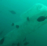 新西兰潜水者偶遇罕见9米长“火体虫” - 西安网