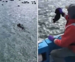 美救援人员播放小海獭叫声成功使海獭母女团聚 - 西安网