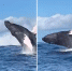 三头座头鲸相继跃出夏威夷海面引游客兴奋不已 - 西安网