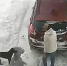 美拉布拉多犬拒绝上车 要求带大象玩偶外出 - 西安网