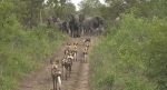 惊心动魄！南非大象为护幼崽吓退野狗群 - 西安网